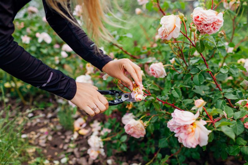 Rose Bush Planting