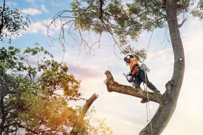 Tree Care Services